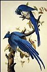 John James Audubon Canvas Paintings - Columbia Jay
